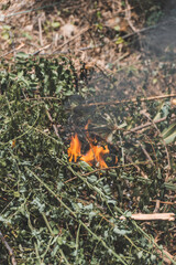 Dried leaves on fire on ground.