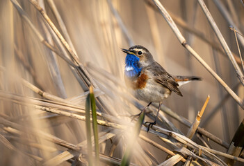 Bluethroat bird close up ( Luscinia svecica )