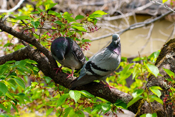 木の枝にとまる鳩