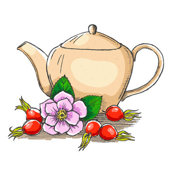 Teapot drawing with rosehip flower and reship berries isolated on white background. Vector Illustration.