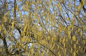 Photo of blooming birch catkins