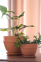 Obraz premium Two terracotta pots with flowers on the background of the home interior.