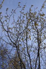 Photo of blooming birch catkins