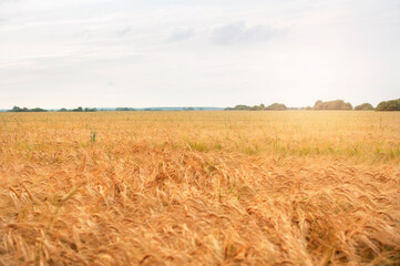 Wheat field on a clear sunny day