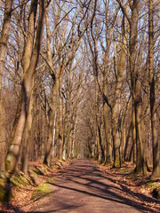 Forest path for walking and cycling