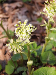 Forest flowers in the foliage on the background of the forest