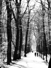 Vintage black and white photo showing people walking in the forest