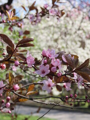 Spring pink cherry blossom against white blossoming spring fruit trees