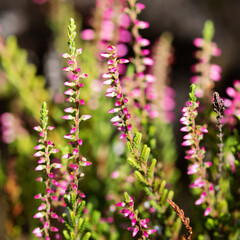 Violet Heather flowers field Calluna vulgaris. Small pink lilac petal plants, soft background. shallow depth of field