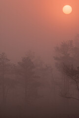 Beautiful sunrise with a red sun coming up through the fog in the Great Kemeri Bog, near Jurmala, Latvia