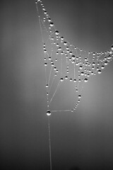 Large spiderweb with water drops and mist on a blurry background