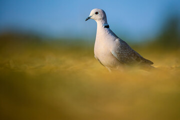 Dove in the park, Ring-necked dove, Cape turtle dove, half-collared dove, A dove.