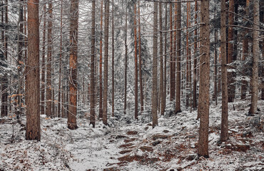 Fototapeta na wymiar Winter forest in the Carpathians, Ukraine.