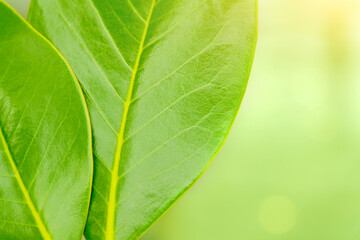 Close-up of two green leaves of a tree on a natural background. Sunlight, spring. background. Horizontal photo. close-up.