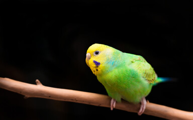 枝に留まったセキセイインコ