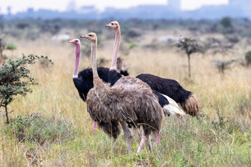 Female ostrich with two adult males, Nairobi national Park, Kenya. The city buildings can be seen in the background.