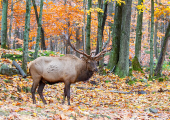 Bull Elk with large antlers standing in the forest in autumn in Canada