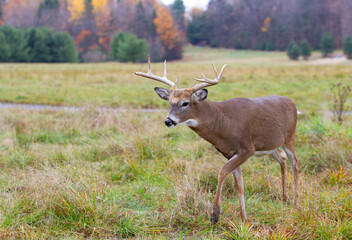 Naklejka na ściany i meble White-tailed deer buck walking in a autumn meadow in Canada
