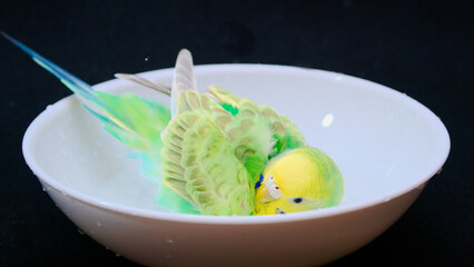 水浴びをするセキセイインコ