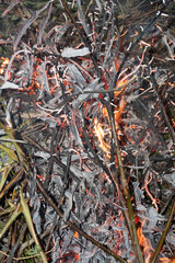 Dried leaves on fire on ground.