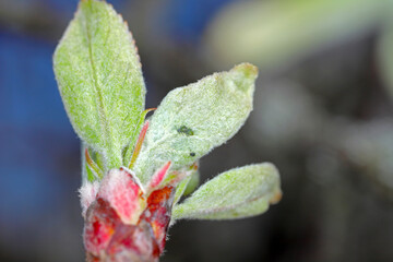 Young Rosy apple aphid (Dysaphis plantaginea) on developing leaves of apple trees in an orchard in spring. Pest of apple trees.