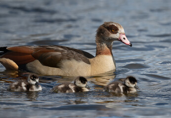 Proud mother Egyptian goose taking her goslings out for a swim