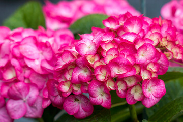 pink hortensia flowers