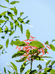 Green leaves on a blue sky background