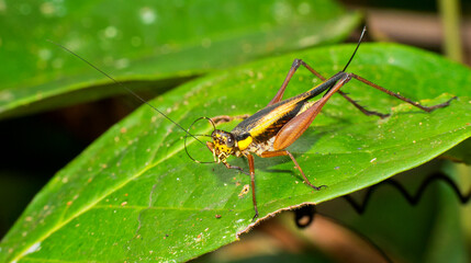 Grasshopper, Sekonyer River, Tanjung Puting National Park, Kalimantan, Borneo, Indonesia