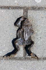 A close-up with a dry frog on the ground