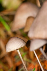Wild Mushroom, Sierra de Guadarrama National Park, Segovia, Castile Leon, Spain, Europe