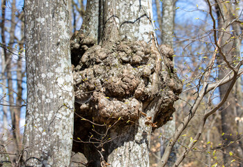 A diseased tree trunk in closeup