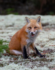 Naklejka na ściany i meble Red fox with a bushy tail walking in the forest in autumn in Algonquin Park, Canada 