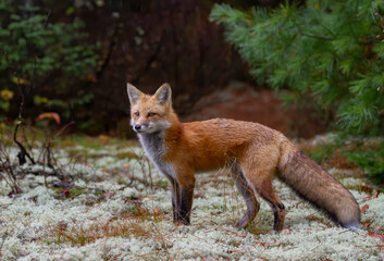 Red fox with a bushy tail walking in the forest in autumn in Algonquin Park, Canada 