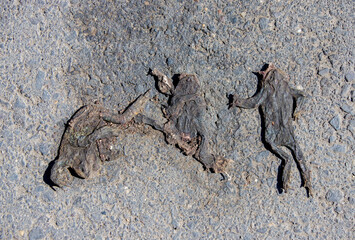 Dead frogs on the road in closeup