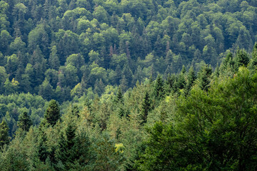 Green broad-leaf and coniferous mixed forest