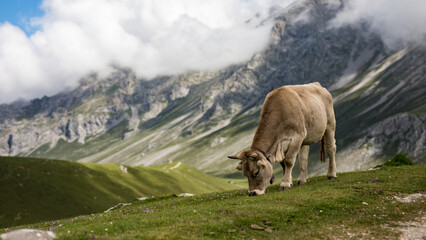 cow grazing in the mountains of the picos de europa, spain.