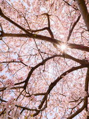 【春】太陽が差し込むの桜の花　ソメイヨシノ

