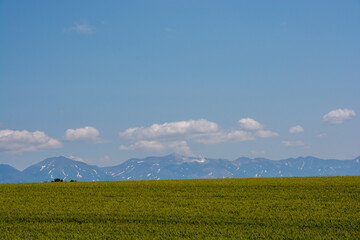緑のムギ畑と雪が残る山並み　十勝岳連峰
