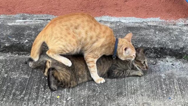 Domestic male cat making exotic love to the stray female cat at the alleyway in the neighbourhood at daytime.