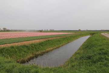 a rural landscape of the dutch countryside with a broad ditch in front of a bulb field with pink...