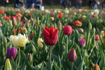 Beautiful colorful tulips backgrounds. Flowers field during spring in a sunny day. Nature.