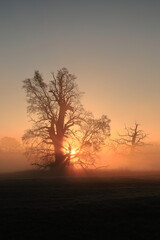 Fototapeta na wymiar Drzewa, dęby, mgła, niebo, krajobraz, słońce, wschód słońca