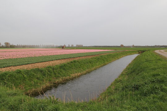 a rural landscape of the dutch countryside with a broad ditch in front of a bulb field with pink tulips and an irragation reel in spring
