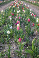 Beautiful colorful tulips backgrounds. Flowers field during spring in a sunny day. Nature.