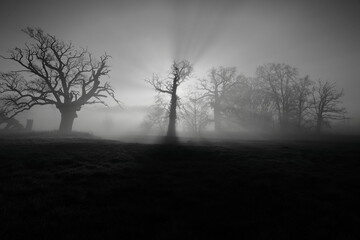 Fototapeta na wymiar drzewa, monochromatyczne, mgła, słońce, promienie
