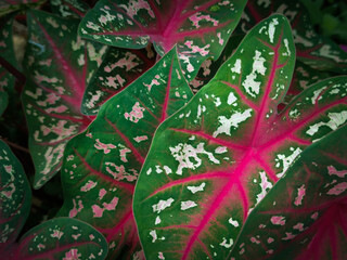 leaf plant background. Caladium bicolor plant