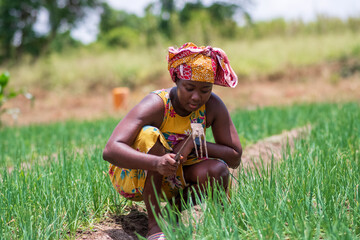 African female farmer working on farm crops - concept on black women and agriculture