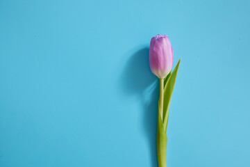 purple tulip on a blue free background for text, mother's day or congratulations
