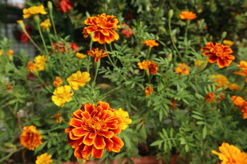Tagetes patula blooming in the garden design for abundance concept
